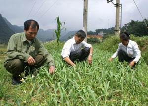 Hội viên CCB xã Lũng Vân (Tân Lạc) mở rộng mô hình tròng tỏi phát triển kinh tế.