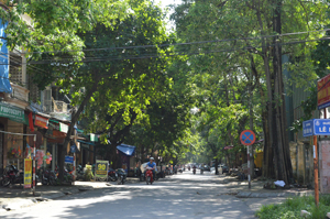Cây xanh trên đường Điện Biên Phú có nguy cơ gây đổ khi mưa bão.