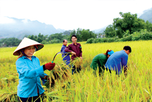 Nông dân xã Thống Nhất (TPHB) thu hoạch lúa vụ xuân 2015, năng suất ước đạt trên 55 tạ/ha.