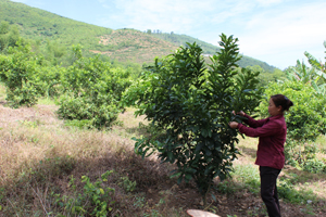 Từ vốn vay ưu đãi của NHCSXH,  một số hộ dân xã Kim Bình (Kim Bôi) đầu tư phát triển trồng cây ăn quả.