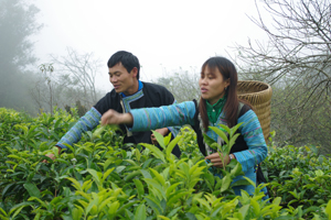Những năm qua, Đảng bộ xã Pà Cò đã phát huy tốt vai trò lãnh đạo chuyển đổi cơ cấu cây trồng, mở rộng diện tích trồng chè shan tuyết, từng bước  nâng cao đời sống người dân.