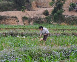 Nông dân xã Cao Sơn (Đà Bắc) tận dụng diện tích đất bưa bãi và đất đồi thấp để trồng các loại cây chịu hạn, góp phần đa dạng hóa cây trồng vụ mùa, hè thu và vụ đông.