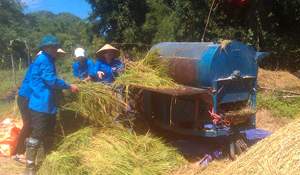 Thiết thực hưởng ứng chiến dịch hè tình nguyện 2015,  ĐV-TN huyện Đà Bắc tham gia gặt, tuốt lúa giúp  gia đình chính sách thị trấn Đà Bắc.