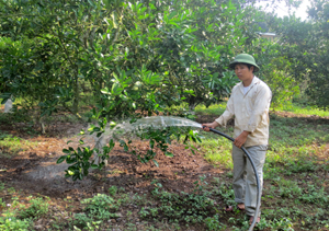 Anh Bùi Văn Cương chăm sóc vườn cam của gia đình.