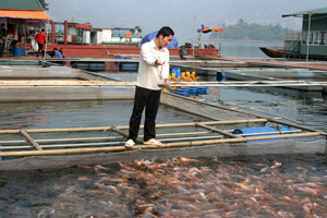 Trang trại nuôi cá lồng của Công ty Minh Tín  tại xã Thung Nai (Cao Phong) áp dụng quy trình  sản xuất khép kín, cho hiệu quả khả quan.