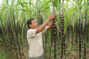 Nhân dân xóm Bào 2, xã Thanh Hối (Tân Lạc) đầu tư trồng mía tím phát triển kinh tế gia đình.