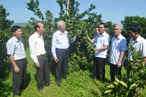 Các đồng chí lãnh đạo Huyện ủy, UBND huyện Cao Phong kiểm tra mô hình trồng cam trên địa bàn thị trấn Cao Phong.
