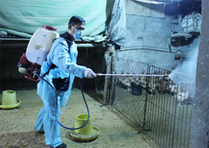 Hộ chăn nuôi xã Thống Nhất (thành phố Hoà Bình) thực hiện biện pháp phun tiêu độc, khử trùng môi trường nuôi nhốt để phòng bệnh cúm gia cầm.