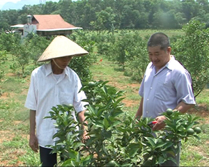 Ông Lương Bá Đích (bên phải), xóm Cả, xã Yên Lạc (Yên Thuỷ) chăm sóc vườn cam của gia đình.