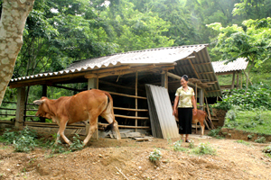 Nhiều hộ gia đình ở xã Hiền Lương (Đà Bắc) mạnh dạn vay vốn đầu tư phát triển chăn nuôi đem lại hiệu quả cao.