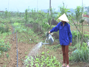 Mô hình trồng rau an toàn tại xóm Gừa, xã Cư Yên (Lương Sơn) góp phần nâng cao thu nhập cho người dân.