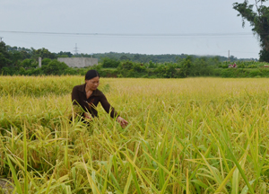 Diện tích sản xuất hạt giống lúa thuần MĐ1 tại Trại Giống cây trồng Lạc Sơn đảm bảo cung ứng cho thị trường nội tỉnh trên 20 tấn hạt giống/năm.