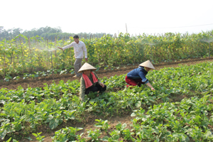 Cánh đồng xóm Đồng Sương, xã Thành Lập (Lương Sơn) sản xuất theo quy trình rau an toàn thực phẩm. 
