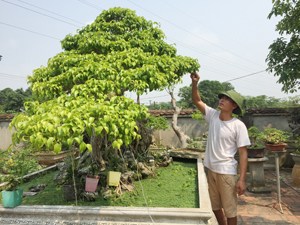 Anh Đặng Đình Tiến, xóm Đồng Chanh, xã Nhuận Trạch  (Lương Sơn) chăm sóc cây cảnh trong vườn.