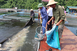 Cá vùng hồ Thung Nai (Cao Phong) được sản xuất theo quy trình Viet Gap 

 nhưng người tiêu dùng trong tỉnh được thụ hưởng. 
