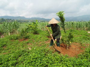 Người dân thôn Bãi Bệ, xã Dũng Phong (Cao Phong) chuyển đổi sang trồng cây có múi. 

