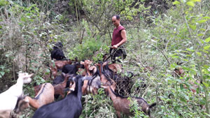 Anh Bùi Văn Phương chăm sóc đàn dê của gia đình.
