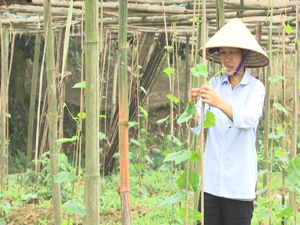 Nông dân xã Cư Yên (Lương Sơn) chăm sóc  cây lặc lày  được trồng theo phương pháp hữu cơ.