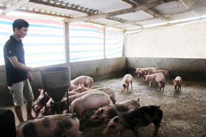 Nhiều gia trại ở xã Tân Thành (Lương Sơn) chăn nuôi lợn thịt quy mô từ 50 - 100 con cho thu nhập trên 100 triệu đồng/năm.