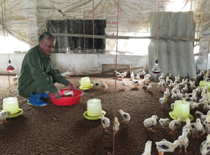 Mô hình nuôi gà của gia đình ông Bùi Văn Huy 

ở thôn Rộc Dong, xã An Bình (Lạc Thủy) cho hiệu quả kinh tế cao.


