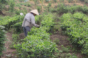 Từ vốn vay ưu đãi của NHCSXH, nhiều hộ gia đình ở xóm Lâm Trường, xã Trường Sơn (Lương Sơn) đầu tư cải tạo vườn chè bằng giống mới có năng suất, chất lượng cao.