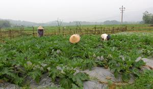 Mô hình trồng rau hữu cơ của HND xã Hợp Hòa thu hút  được nhiều hội viên tham gia mang lại hiệu quả kinh tế cao.