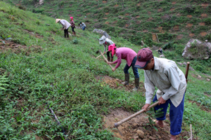 Nông dân xã Cao Sơn (Đà Bắc) trồng rừng phủ xanh đồi trọc.