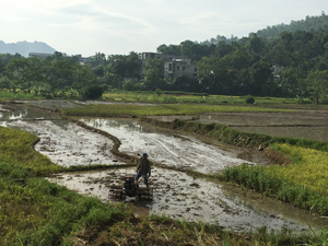 Ngay sau thu hoạch lúa chiêm - xuân, nông dân xã Hạ Bì (Kim Bôi) khẩn trương làm đất gieo cấy lúa vụ mùa.