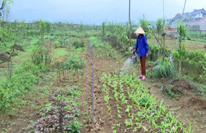 Nông dân xã Cư Yên (Lương Sơn) mở rộng mô hình   trồng rau hữu cơ đem lại hiệu quả kinh tế cao. (Ảnh: ĐT)