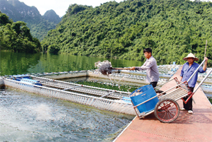 Nghề nuôi cá lồng ở xã Vầy Nưa (Đà Bắc) đã cải thiện nguồn thu nhập kinh tế hộ dân vùng hồ sông Đà.