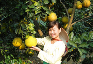 Đến nay, xã Yên Trị (Yên Thủy) đã cải tạo được 34,4 ha vườn tạp để trồng các loại cây ăn quả có hiệu quả kinh tế cao.