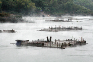 Xã Tiền Phong (Đà Bắc) phát triển nghề nuôi cá lồng mang lại hiệu quả kinh tế cao.