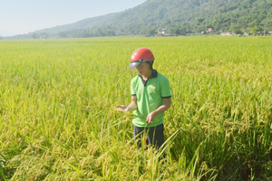 Nông dân xóm Đồi (Hạ Bì, Kim Bôi) kiểm tra khu ruộng trồng các giống lúa mới đến kỳ thu hoạch, năng suất đạt khoảng trên 70 tạ/ha, cao hơn năng suất bình quân của huyện trong vụ xuân 2016.