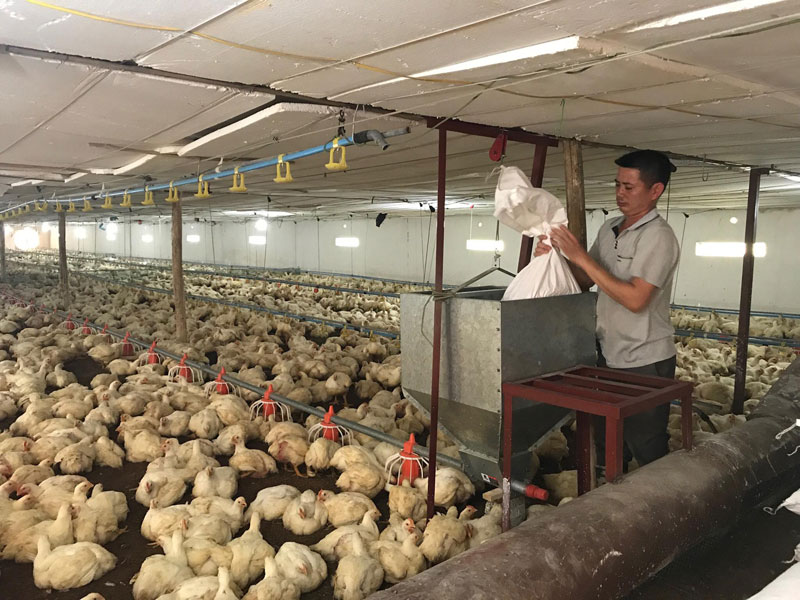 Trang trại nuôi gà thả vườn Chi phí xây dựng trang trại gà thả vườn