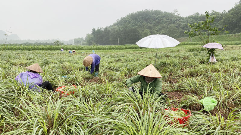 Triển vọng từ mô hình trồng sả lấy tinh dầu ở Ea Lai  Báo Đắk Lắk điện tử