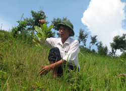 Cán bộ Công ty D&G hòa Bình kiểm tra chất lượng trồng rừng phòng hộ tại xã Xuân Phong, Cao Phong