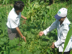 Cán bộ khuyến nông huyện Đà Bắc kiểm tra mô hình trồng đậu tương tại xã Toàn Sơn