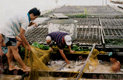 Nhân dân xã Hiền Lương  phát triển nghề nuôi cá lồng trên Sông Đà