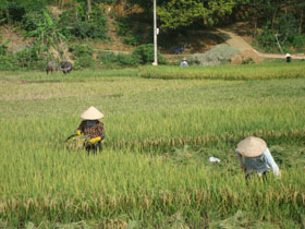 Xã Xăm Khòe đưa giống lúa lai vào gieo cấy trên 80% diên tích cho năng suất 55 - 60 tạ/ha.