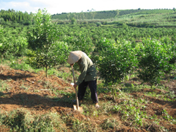 Công nhân Công ty Rau quả nông sản Cao Phong chăm sóc vườn cam đạt chất lượng cao, góp phần xây dựng thương hiệu Cam Cao Phong