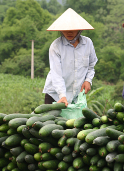 Nông dân xã Mỵ Hòa nhân rộng diện tích trồng bí xanh, đem lại hiệu quả kinh tế cao