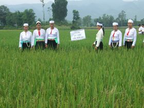 HTX Mu Riềng, xã Yên Nghiệp đưa giống lúa năng suất chất lượng cao vào gieo trồng đem lại hiệu quả kinh tế cao.
