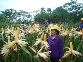 Giống Ngô LVN25 trồng ở Kim Bôi cho năng xuất cao hơn hẳn các giống ngô khác.