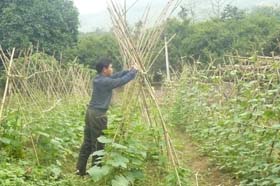 Nông dân xã Hòa Sơn phát triển sản xuất nông nghiệp hữa cơ đem lại hiệu quả kinh tế cao.