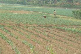 Nông dân xã Đông Bắc tăng hiệu quả sử dụng đất đem lại hiệu quả kinh tế cao