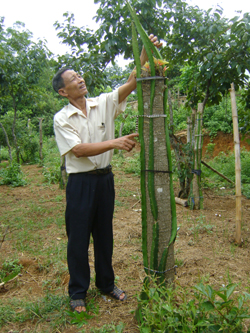 Hội viên Vũ Tuấn Khanh, xóm giếng, xã Hợp Thành trồng cây Thanh Long ruột hồng cho thu  nhập cao