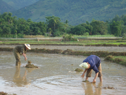 Gia đình anh Bùi Văn Tấn, xóm Đồng Nang, xã Đông Bắc tích cực làm đất, đẩy nhanh tiến độ cây lúa mùa kịp thời vụ