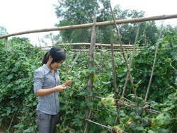 Cán bộ Hội Nông dân huyện kiểm tra mô hình rau hữu cơ tại thị trấn Lương Sơn