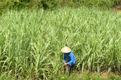 Xã Yên Lập, Cao Phong phát triển cây mía hàng hóa đem lại giá trị kinh tế cao cho nông dân