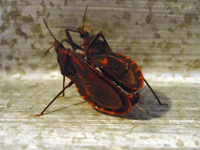 Một cặp bọ xít tại phòng nuôi thuộc Viện Sinh thái &Tài nguyên Sinh vật chiều 27-7 .